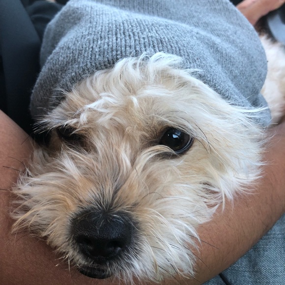 Meet your Posher, Liliana! - Picture 1 of 1